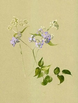 Fidelia Bridges -&nbsp;Lilacs