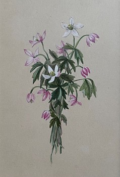 flowers:&nbsp;American School Sprig of Spring