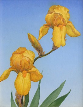 Two yellow iris blossoms are silhouetted against cloudless blue sky iin this painting by Michael Bergt.